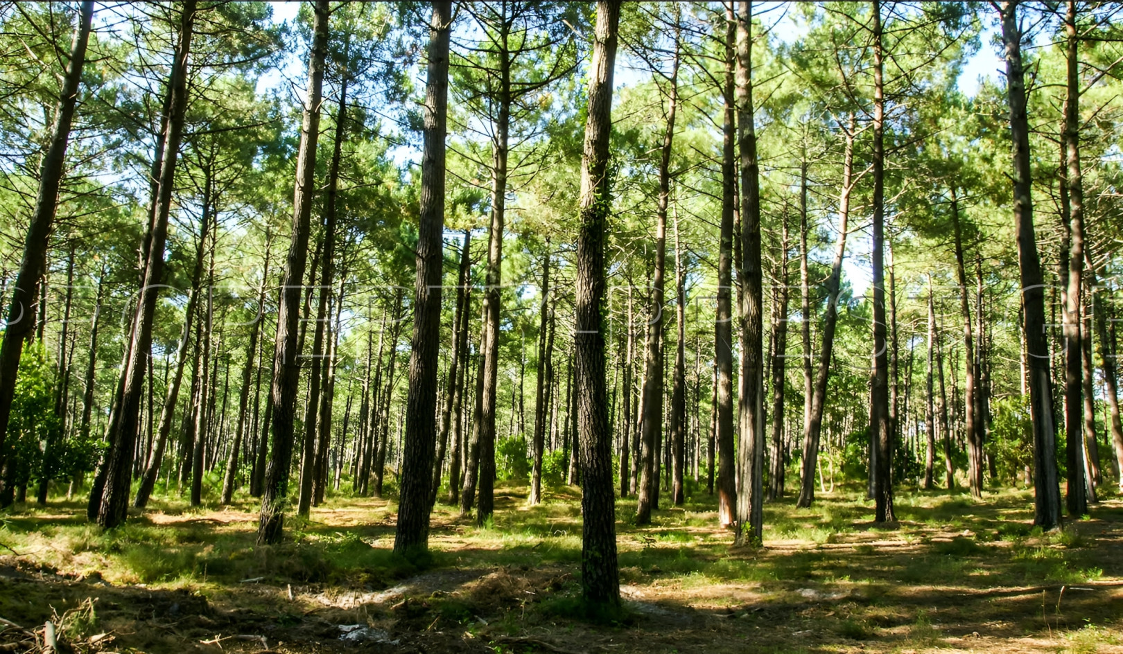 
                                                Vente
                                                 GIRONDE FORET D'INVESTISSEMENT 77 HA