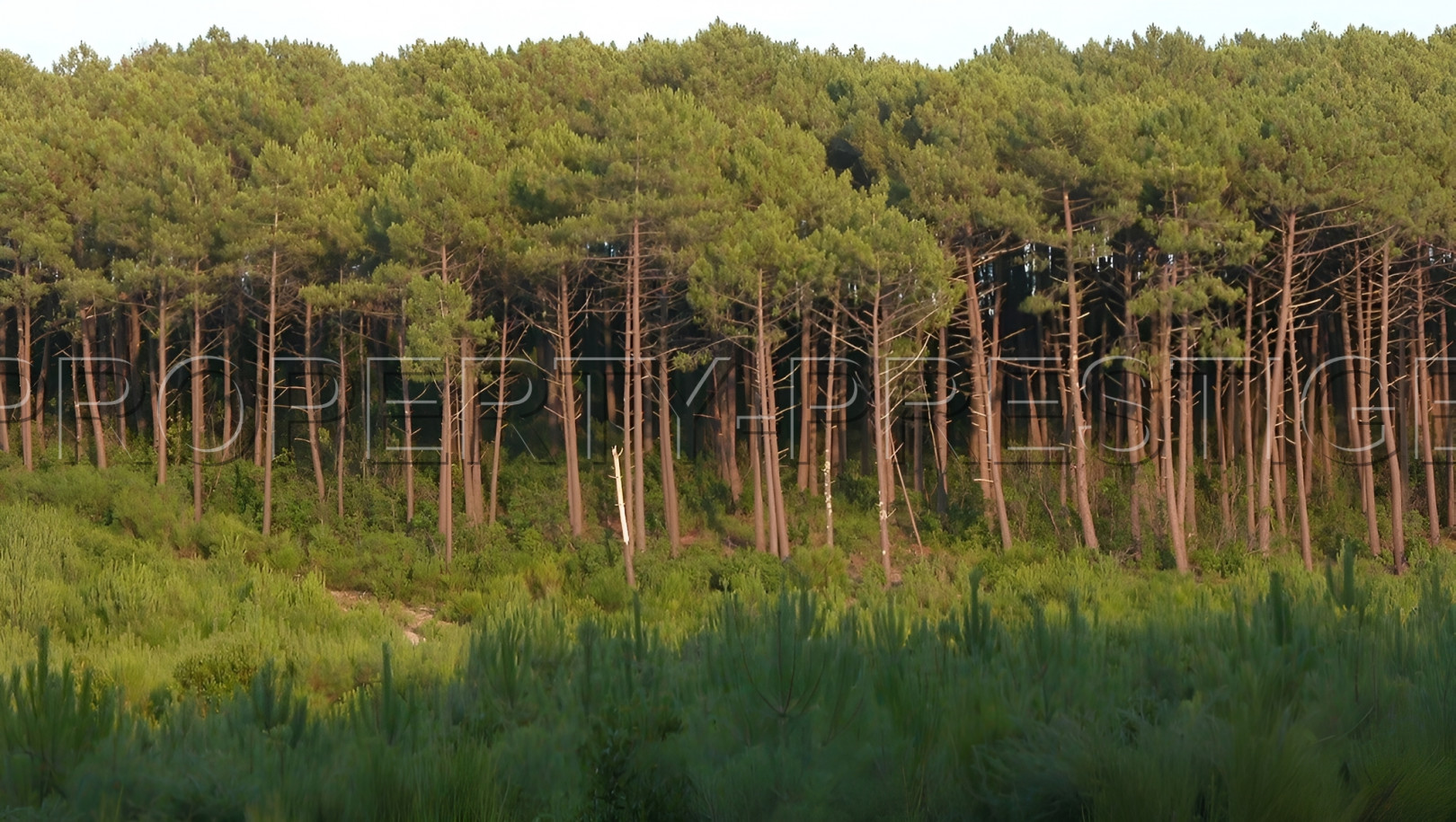 
                                                Vente
                                                 GIRONDE FORET D'INVESTISSEMENT 77 HA