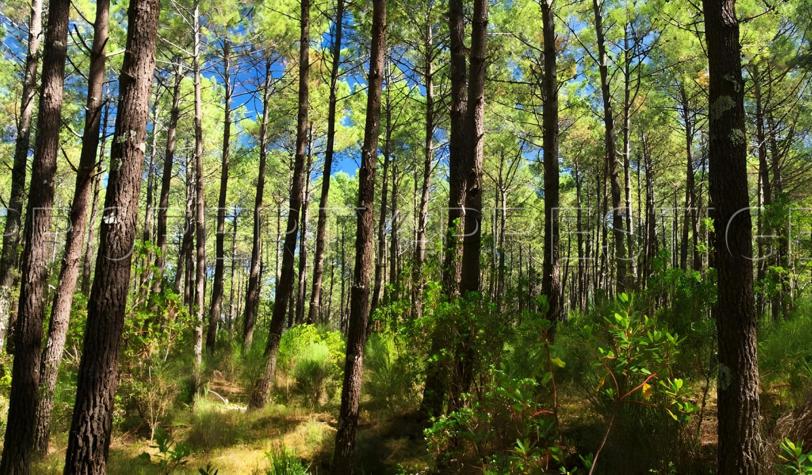 
                                                Vente
                                                 GIRONDE FORET IDEAL INVESTISSEUR 247 HA