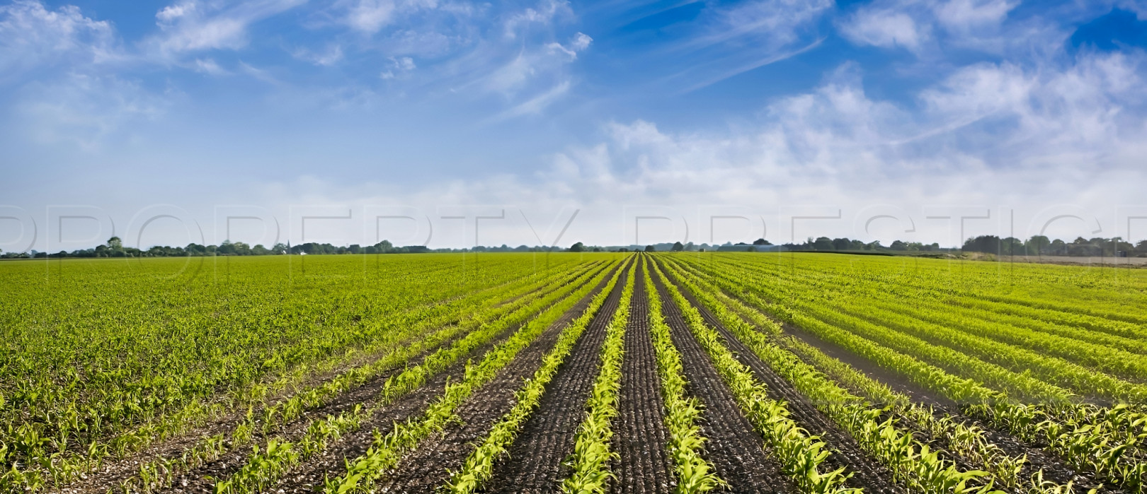 
                                                Vente
                                                 GIRONDE PROPRIETE AGRICOLE 290 HA RIVIERE