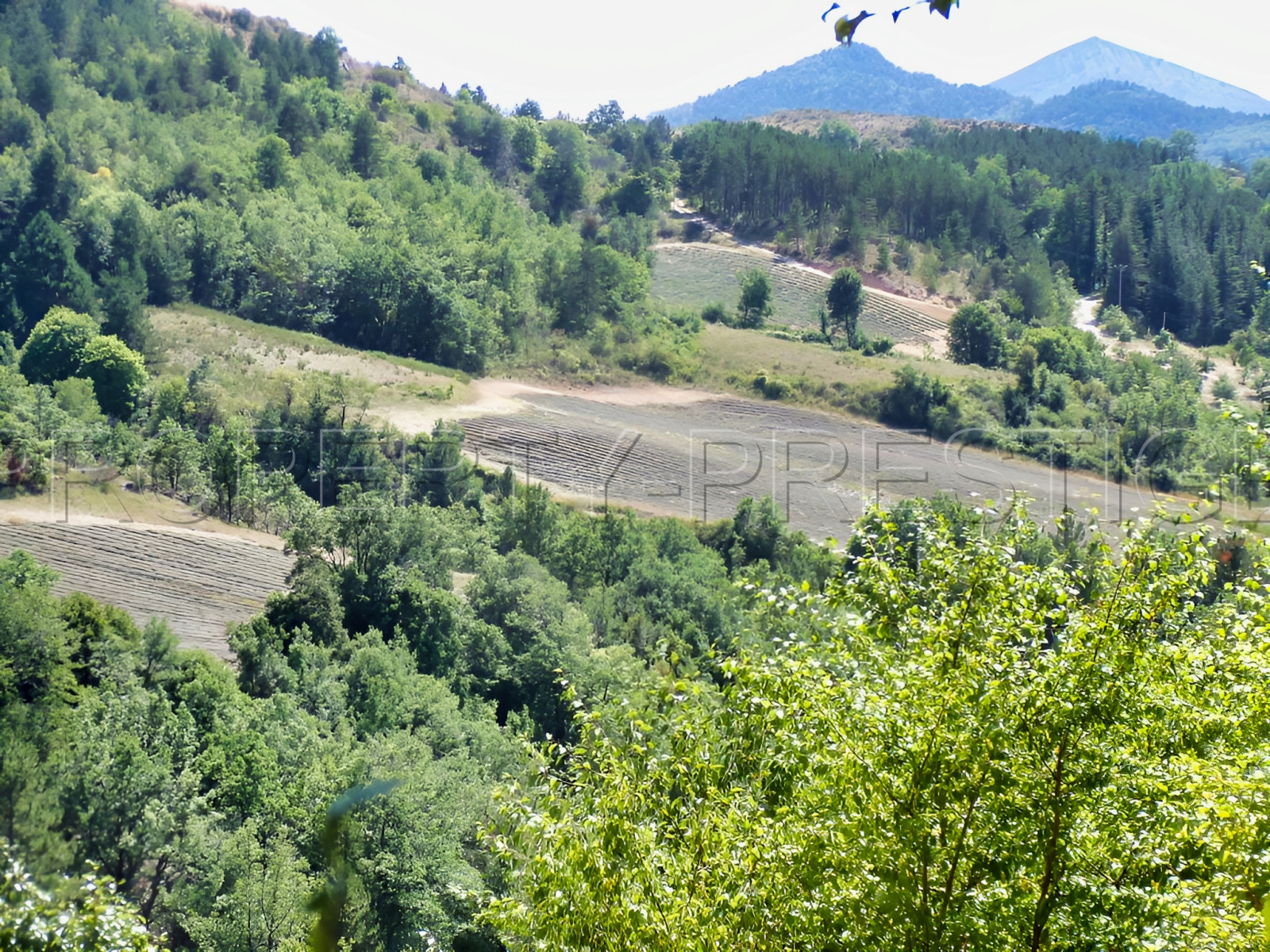 
                                                Vente
                                                 HAUTE PROVENCE BERGERIE 8 HA Chambres d'hôtes