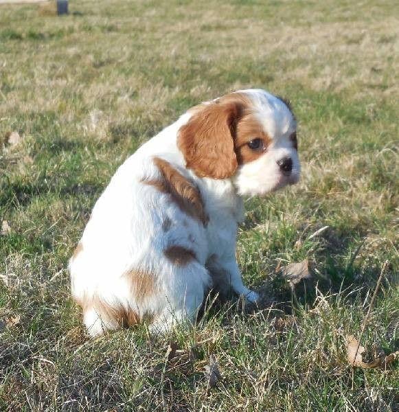 
                                                Chien
                                                 Jolie femelle cavalier king charles  Pour Noël