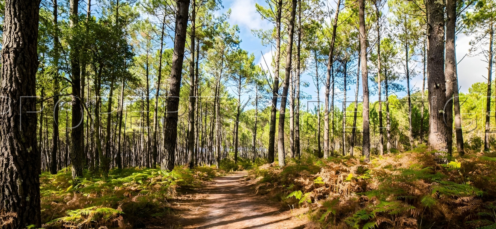 
                                                Vente
                                                 LANDES EXPLOITATION FORESTIERE 86 HA