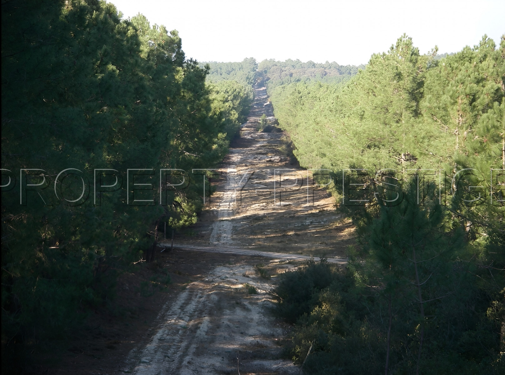 
                                                Vente
                                                 LANDES FORET IDEAL INVESTISSEUR 104 HA