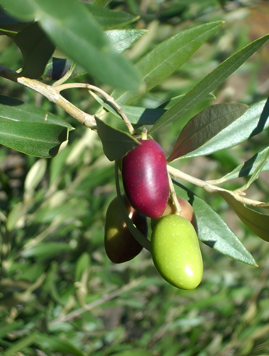 
                                                Vente
                                                 LITTORAL VAROIS PROPRIETE DE STANDING OLIVERAIE VIGNE 8 HA