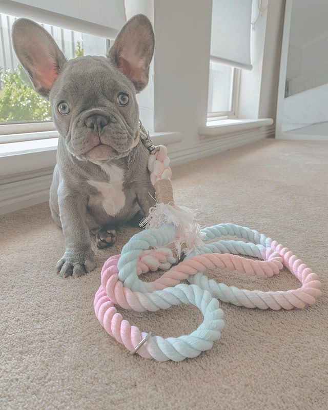 
                                                Chien
                                                 Magnifique et adorable chiot Bouledogue Français