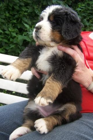 
                                                Chien
                                                 Mon adorable chiot femelle type bouvier bernois