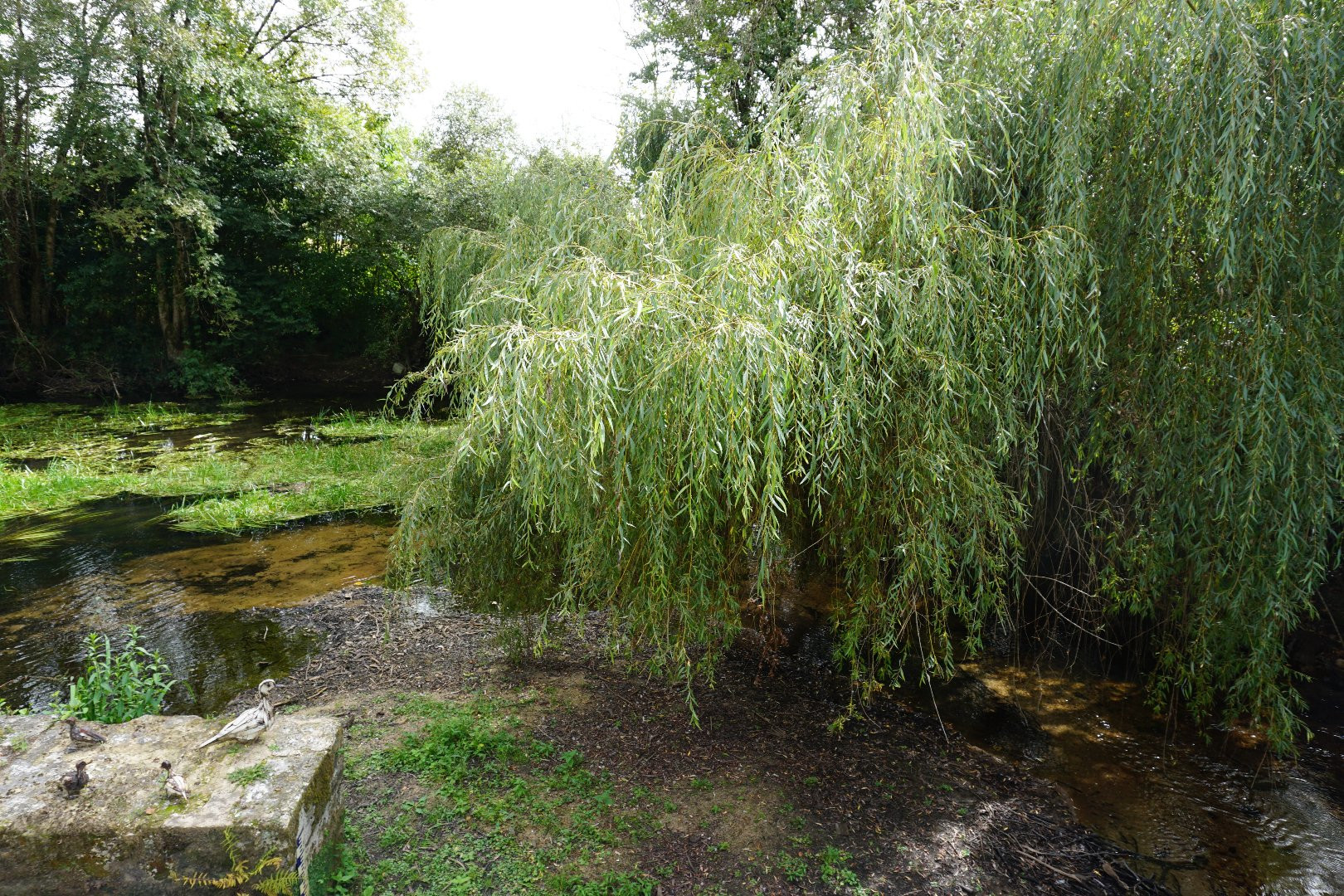 
                                                Vente
                                                 Moulin à eau du XVIIIe siècle niché dans la vallée de La Dronne. 