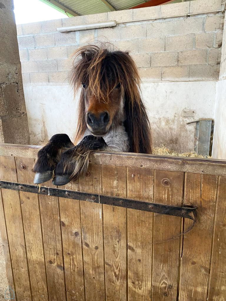 
                                                Vente
                                                 PROPRIÉTE EQUESTRE SUR 6 HA  AVEC MAISONS D'HABITATION