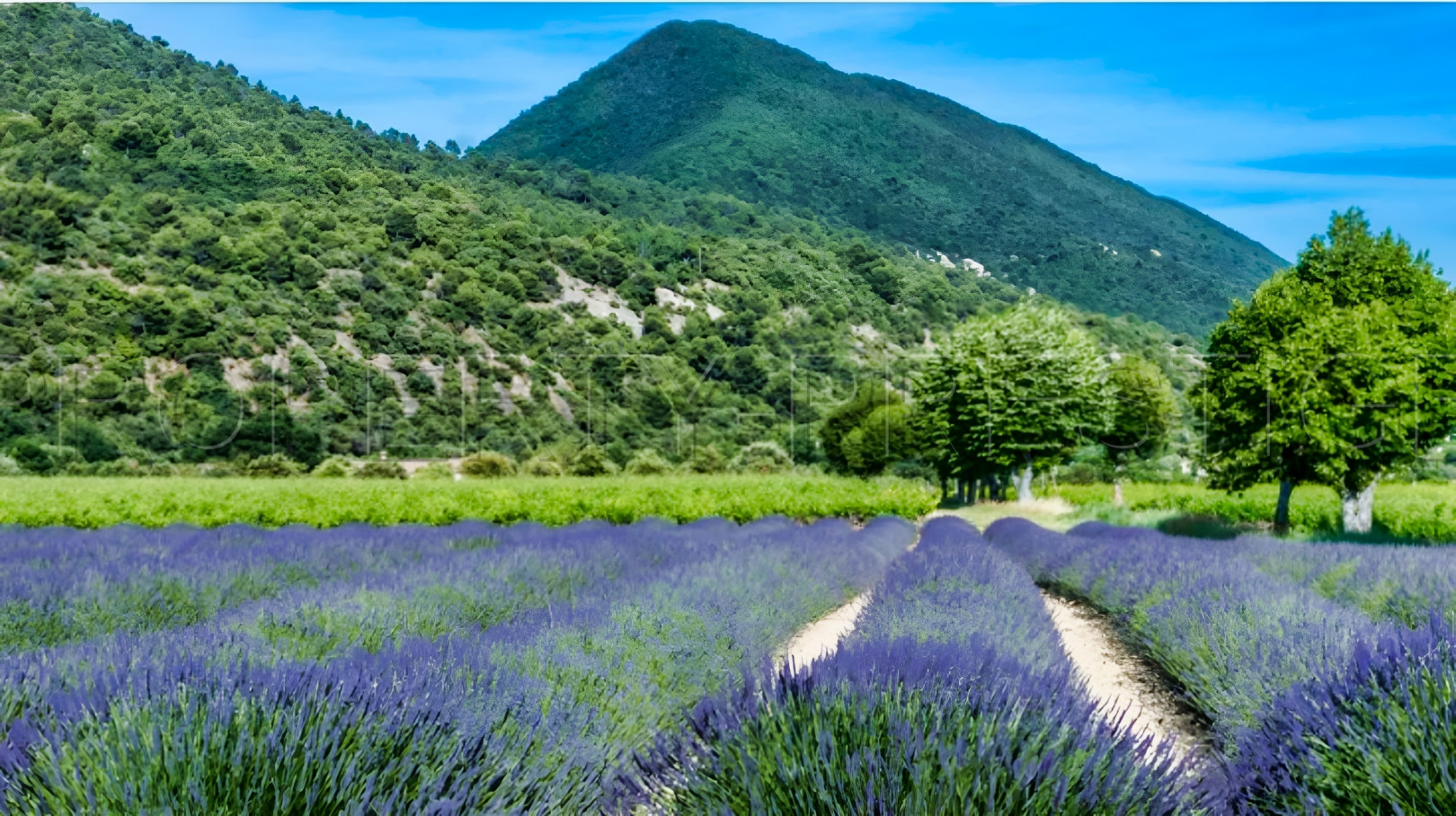 
                                                Vente
                                                 PROVENCE FERME AGRICOLE 130 HA SOURCES LACS