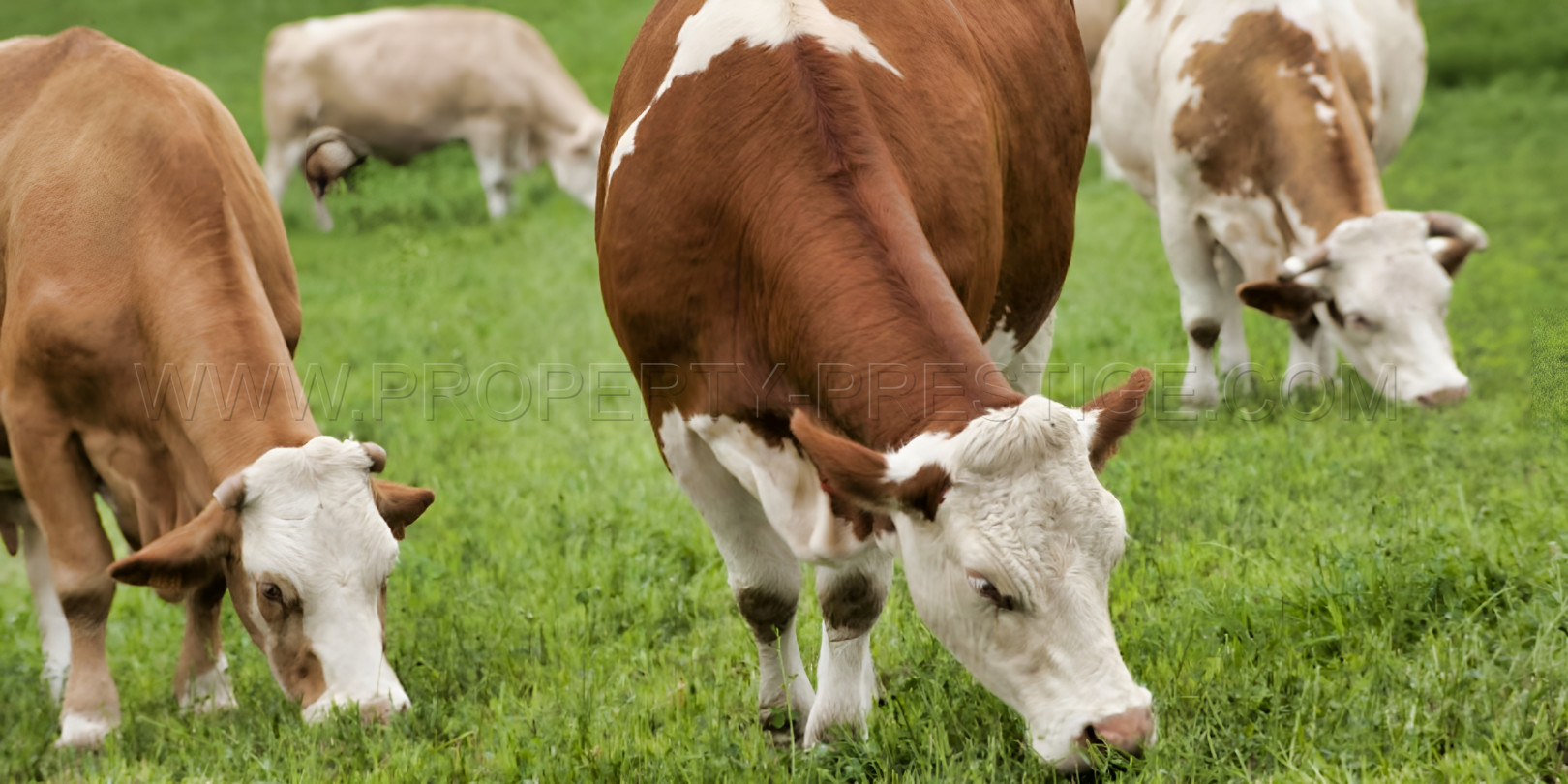 
                                                Vente
                                                 PROVENCE FERME AGRICOLE 130 HA SOURCES LACS