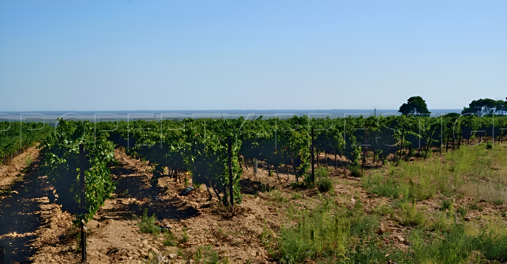 
                                                Vente
                                                 PROVENCE GARDOISE - DOMAINE VITICOLE – 50 HA