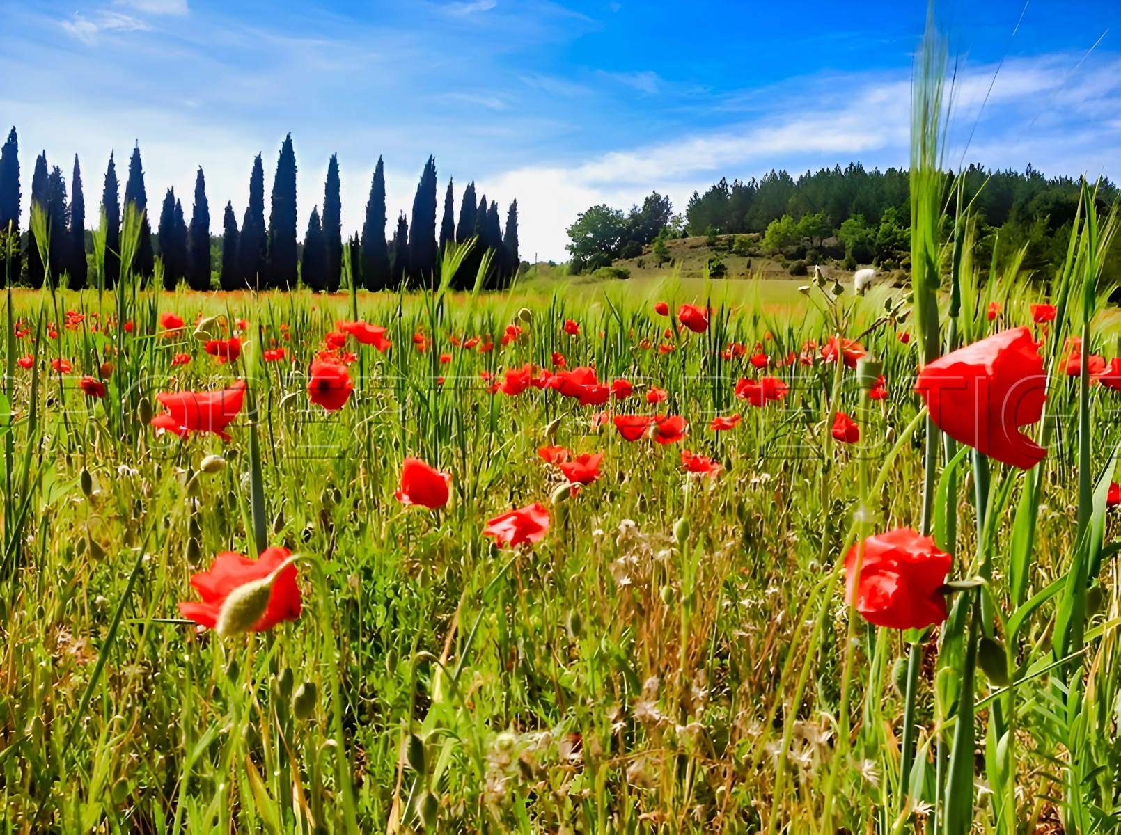 
                                                Vente
                                                 PROVENCE - PROPRIETE 150 HA  NATURE