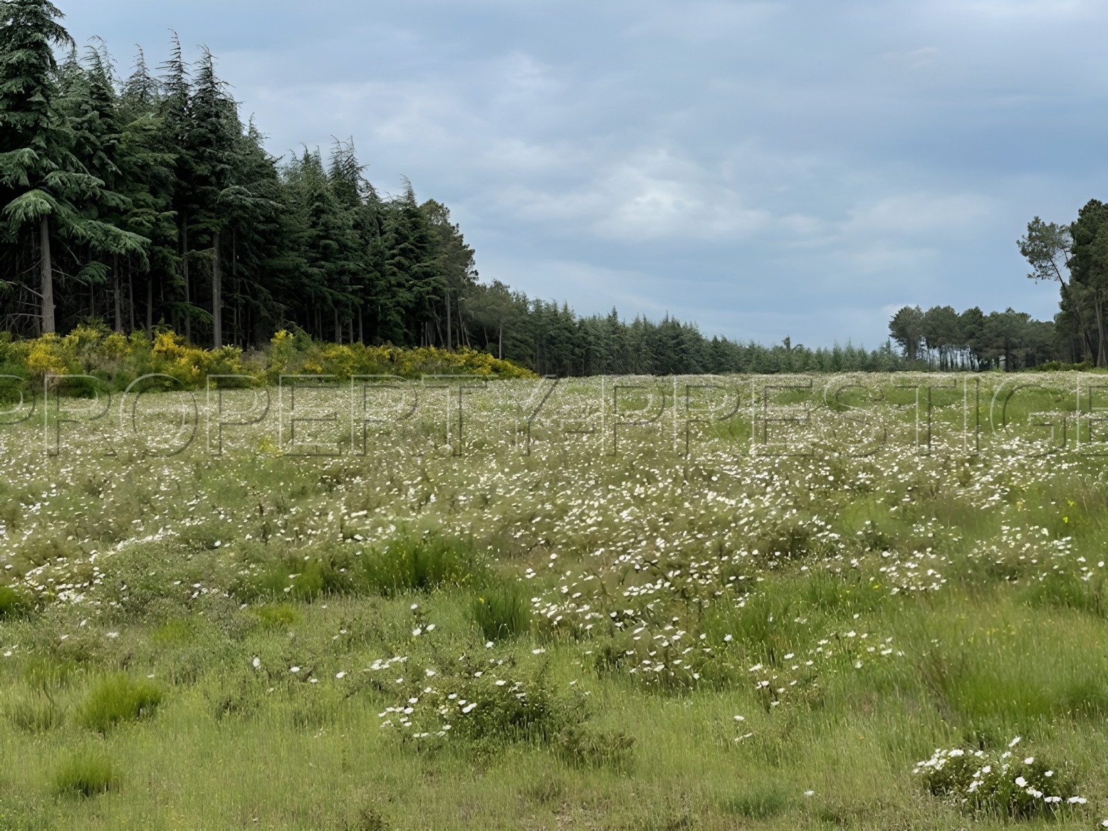 
                                                Vente
                                                 SUD OUEST PROPRIETE 70 HA RIVIERE