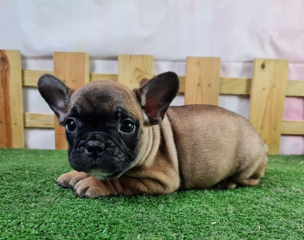 
                                                Chien
                                                 Superbe chiot femelle Bouledogue francais