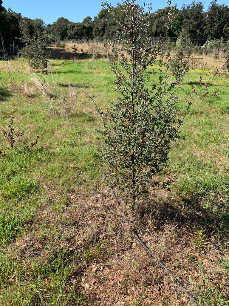 
                                                Vente
                                                 terrain avec chênes truffiers