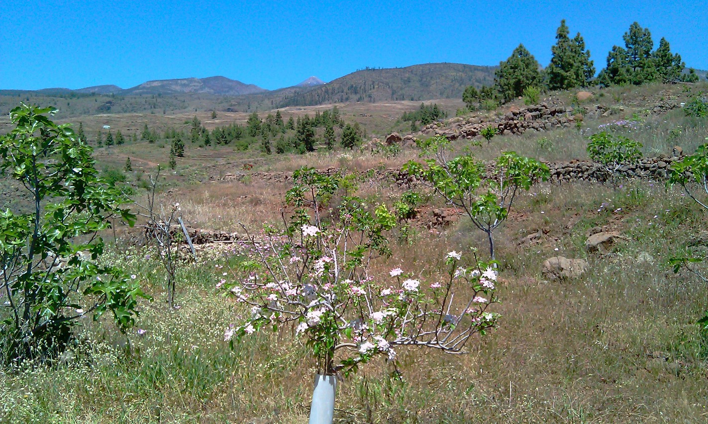 
                                                Vente
                                                 Terrain rustique à La Quinta – Taucho    Ténérife