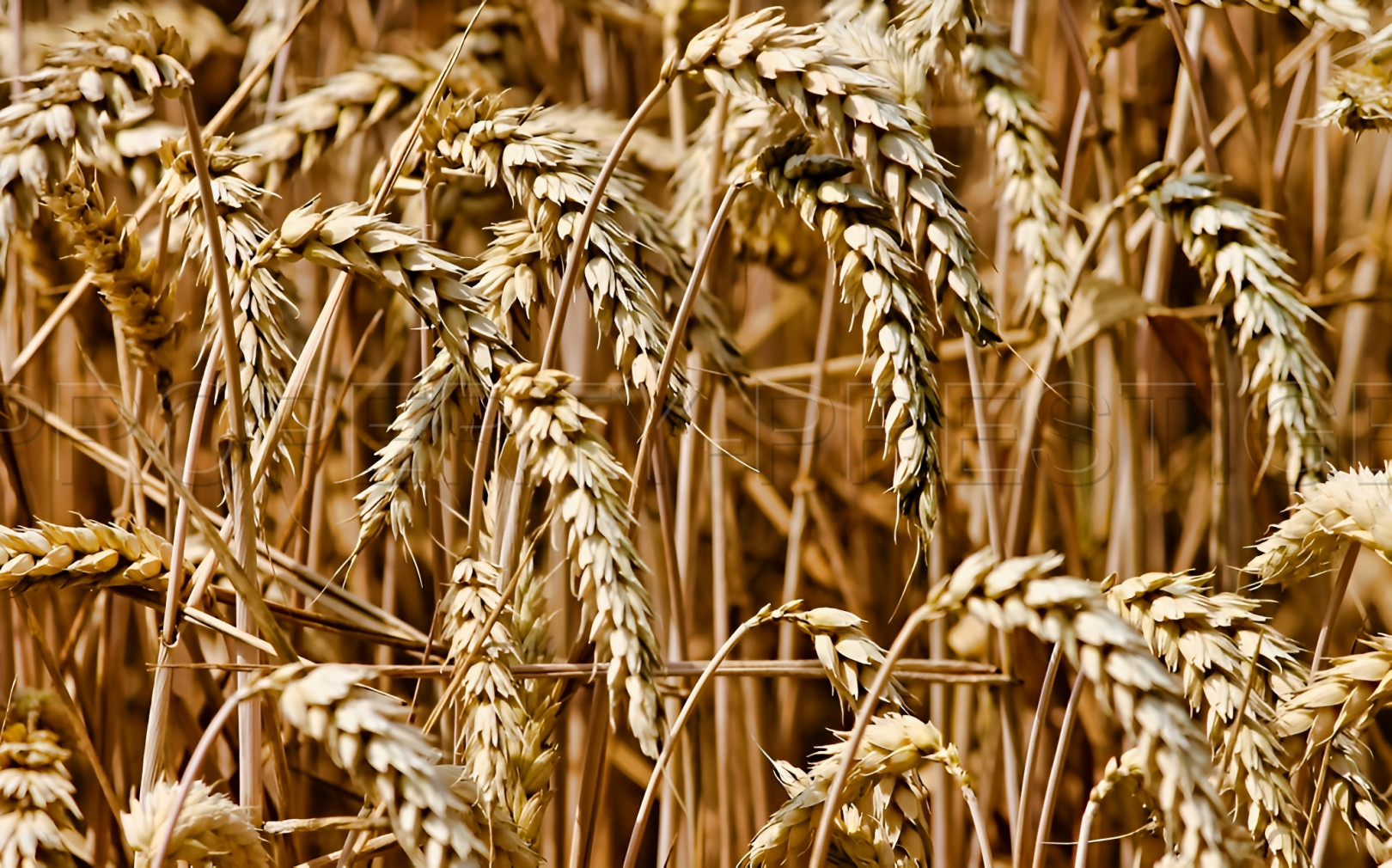 
                                                Vente
                                                 YONNE EXPLOITATION AGRICOLE 276 HA